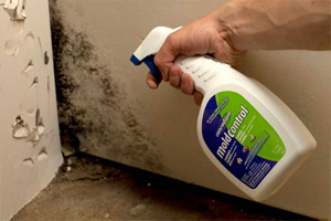 Mould Removal Guide